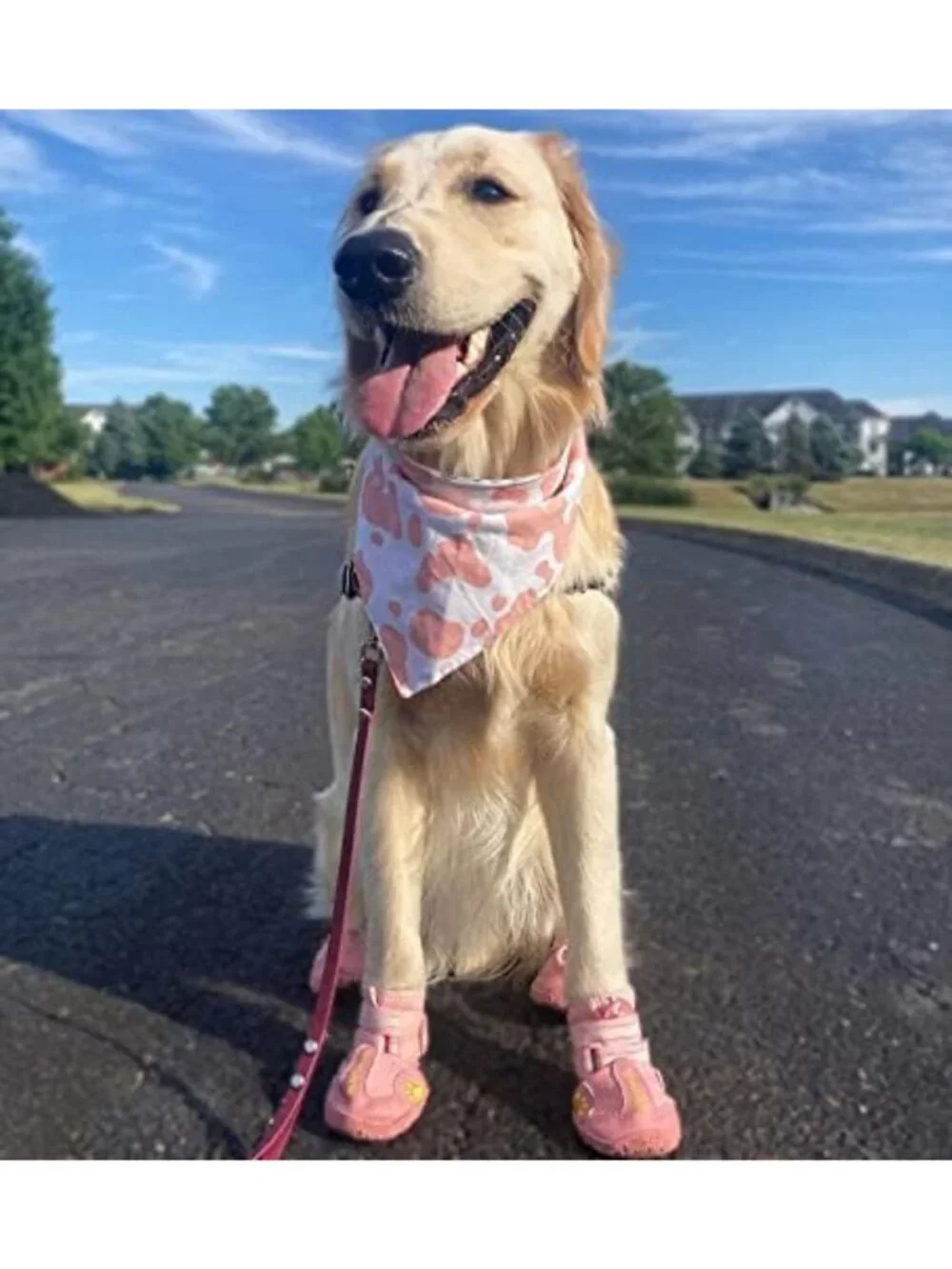 Durable Dog Shoes for Hot Pavement & Winter Snow - Waterproof Paw Protectors